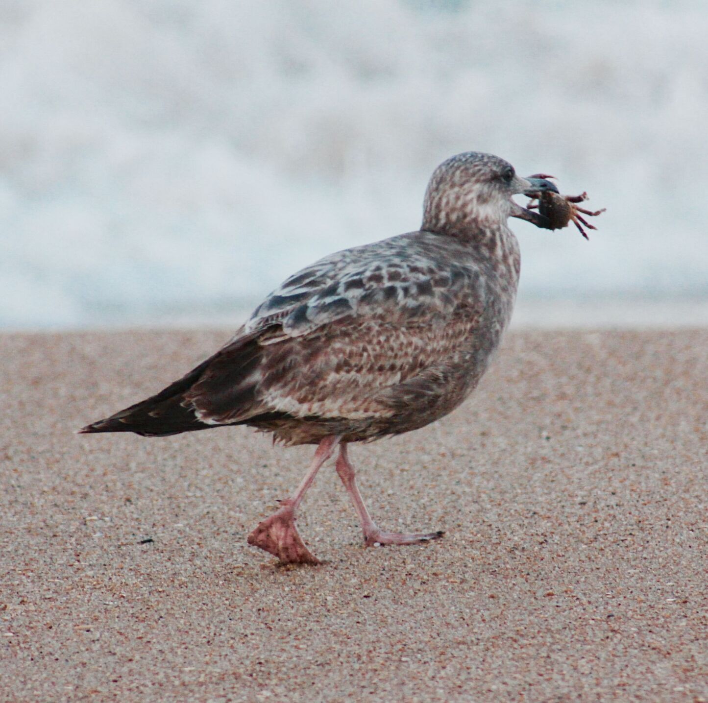 Outer Banks Wild Life